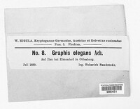 Graphis elegans image